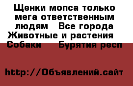 Щенки мопса только мега-ответственным людям - Все города Животные и растения » Собаки   . Бурятия респ.